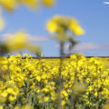 What Should You Look for When Researching an Energy Investment Fund?
